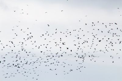 Flock of birds flying in sky