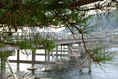 Close-up of branch against blurred background