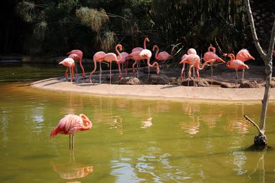 Flamingos drinking water in lake