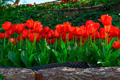 Close-up of red tulips on field