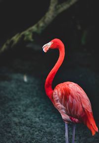 Close-up of a bird