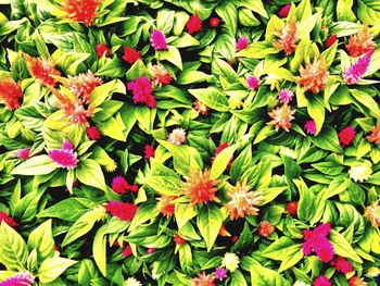 Full frame shot of pink flowers