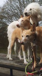 Close-up of dogs