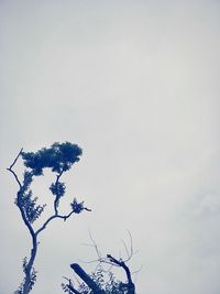 Low angle view of plant against clear sky