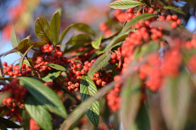 Close-up of red berries growing on tree