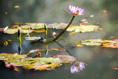 Close-up of pink lotus water lily