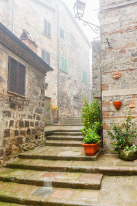 Potted plants outside house