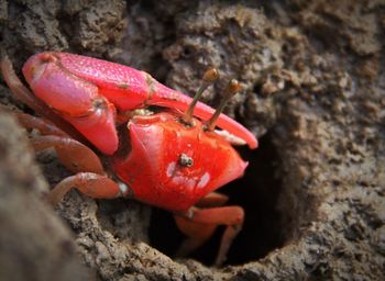 Close-up of red object