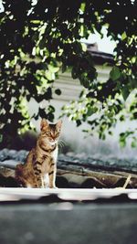 Cat sitting on a tree