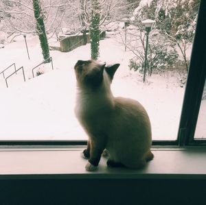 Cat sitting on window sill