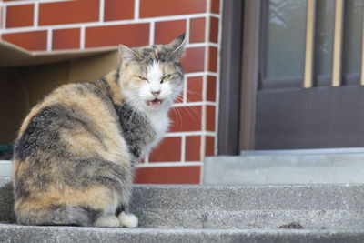 Cat sitting on a window