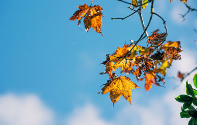 Low angle view of maple leaves against blue sky