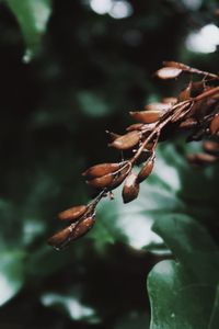 Close-up of dry leaves on branch