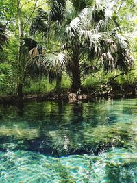 Scenic view of river in forest