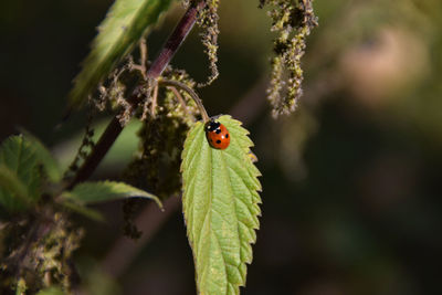 Close-up of ladybug on leaf