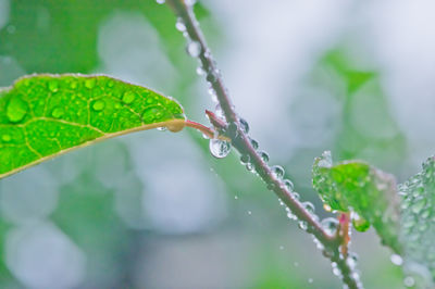 Close-up of raindrops on plant