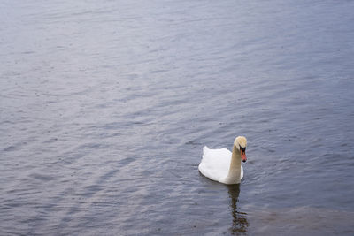 High angle view of swan swimming in lake