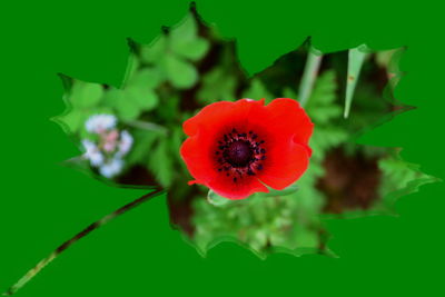 Close-up of red flower