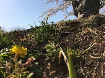 Close-up of yellow flowers blooming in field