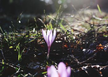 Close-up of purple crocus flowers on field