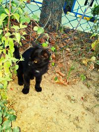 Black cat looking away
