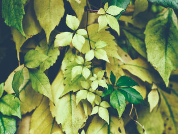 Close-up of green leaves