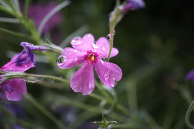 Close-up of wet pink flower blooming outdoors