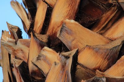 Close-up of palm tree trunk