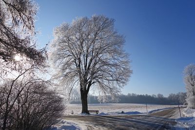 Bare trees on snow covered landscape against clear blue sky