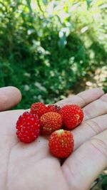 Cropped hand holding berries