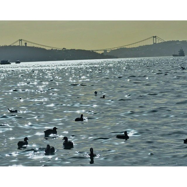 bird, animal themes, water, animals in the wild, wildlife, built structure, connection, transfer print, sea, bridge - man made structure, nature, architecture, auto post production filter, river, seagull, clear sky, sky, tranquility, outdoors