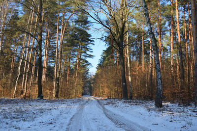 Road amidst trees in forest during winter