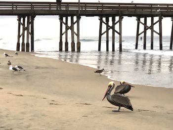 View of seagulls on beach against sky