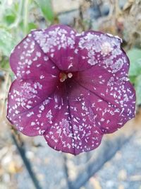 Close-up of wet pink flower blooming outdoors