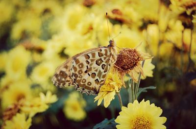 Close-up of butterfly pollinating flower