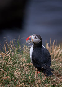 Puffin perching on field