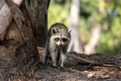 Curious young