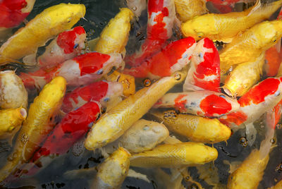 Full frame shot of yellow chili peppers
