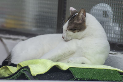 Close-up of cat sleeping on seat at home