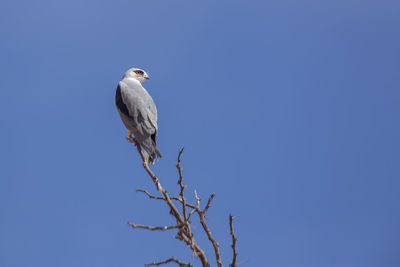 Bird perching on a tree