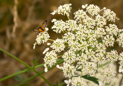Close-up of bee pollinating on flower