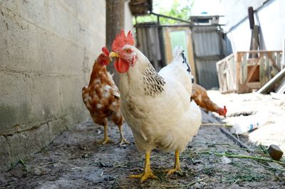 Rooster.chicken.pets.domestic animal.close-up