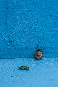 Snail in the seashell on blue wall