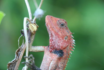 Close-up of lizard on plant