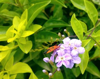 Close-up of butterfly pollinating on flower