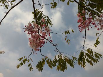 Low angle view of flowering plant against sky