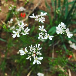 Close-up of white flowers blooming outdoors