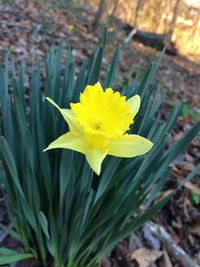 Close-up of yellow flower blooming outdoors