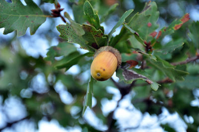 Low angle view of fruit growing on tree