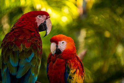 Close-up of parrot